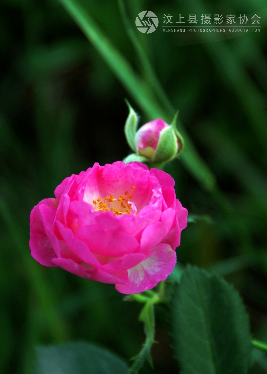 DSC04121.JPG