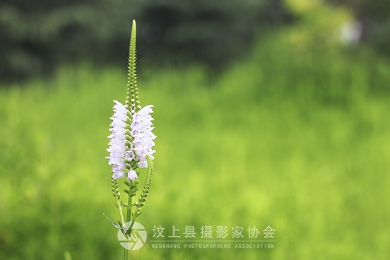 很清新的一朵小白花 拍摄于汶上莲花湖