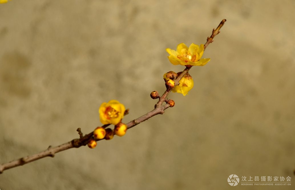 腊梅花开。.jpg
