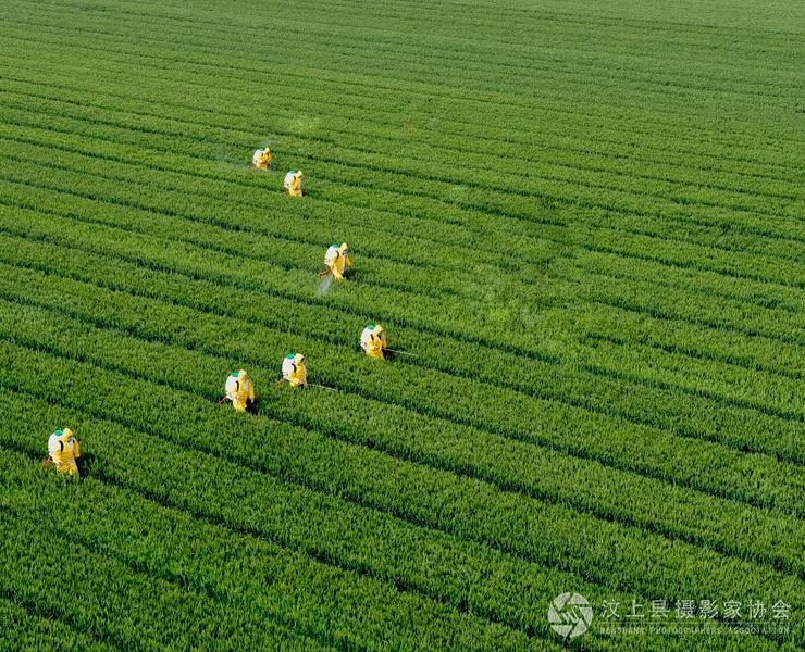 打农药.jpg