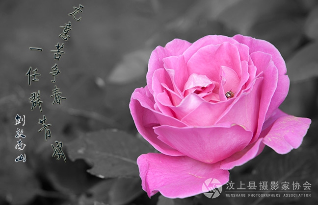 无意苦争春    汶上摄影  一任群芳妒