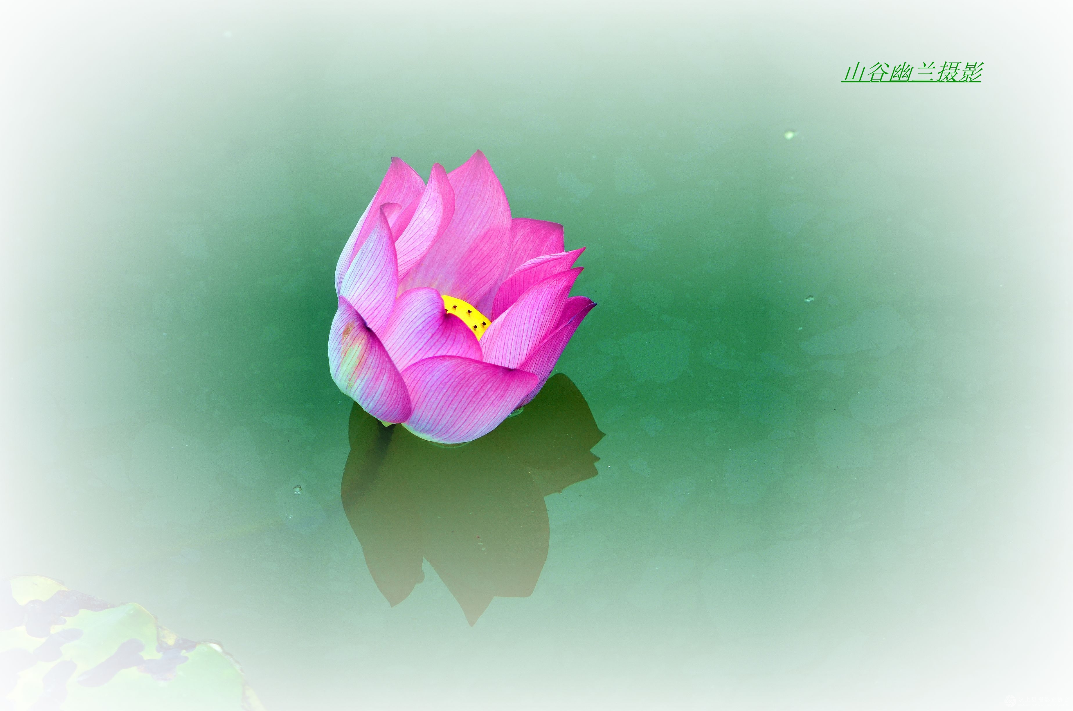 玉芙蓉.jpg