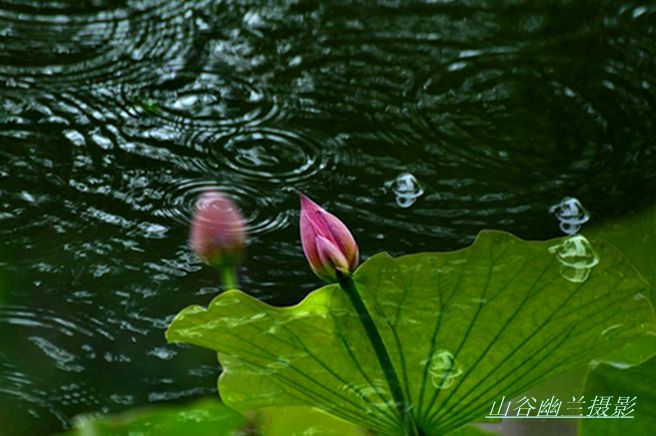 雨荷，.jpg