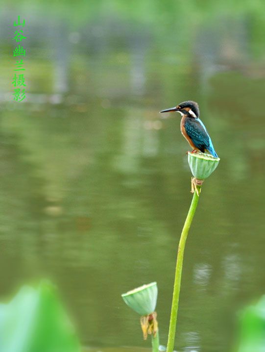 翠鸟_.jpg