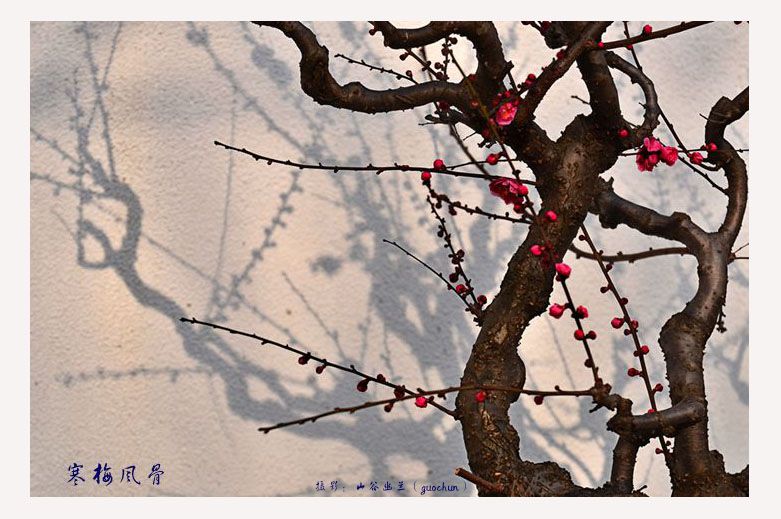 寒梅风骨.jpg