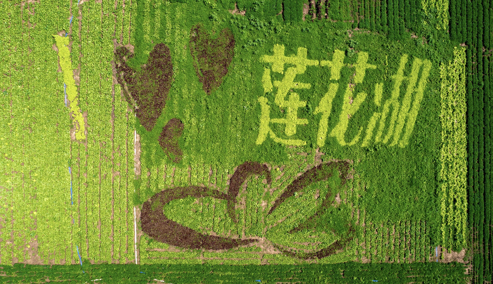 DJI_0975-已增强-NR_1.jpg