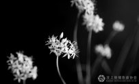 韭菜花