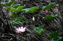 蒲丛中的莲花