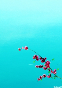 一枝花