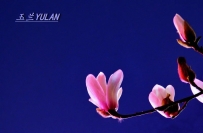 玉兰