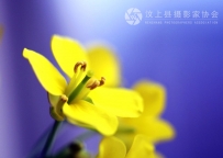 又到油菜花黄时