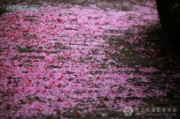 落花有魂