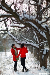 赏雪