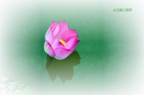 静花照水