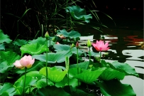 莲花湖——荷花 艾科侯