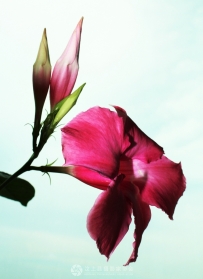 窗台上的花