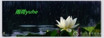 雨荷