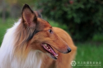 狗狗