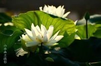 出水芙蓉，白玉无瑕