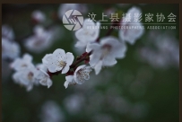 花儿朵朵开