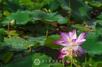 汶上莲花湖荷花