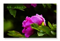 风雨过后花更艳——莲花湖牡丹在倒春寒中盛开