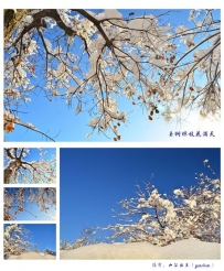 玉树琼枝花满天（续篇）