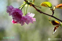 春晓樱花沐朝晖