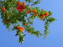 五月榴花