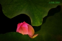 花开会有时