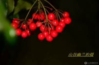 红豆生北国，春来更鲜艳