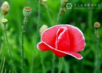 艳丽虞美人