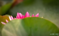 莲花初放晨曦中