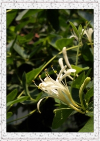 金银花（手机拍）
