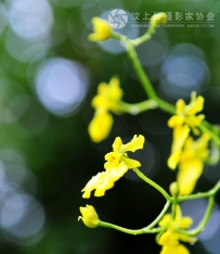 春花1