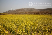 油菜花