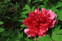 汶上莲花湖湿地牡丹花开了，真漂亮