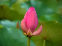 再次远拍荷花（细节不好）