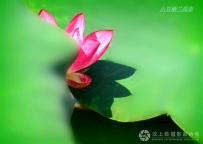 荷之隐