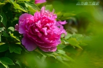 国色天香，冠压群芳