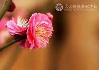 红梅（6P）