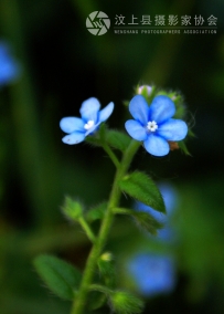 兰花花