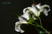 百合倾心
