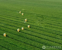 大地飞歌