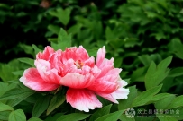 汶上莲花湖湿地牡丹花开的真漂亮
