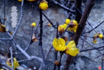 寒梅傲雪