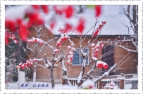今晨佛都红梅映雪