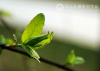 春芽（2P）