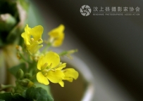 黄黄的油菜花（微距10P）