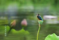 长乐湖喜迎翠鸟来